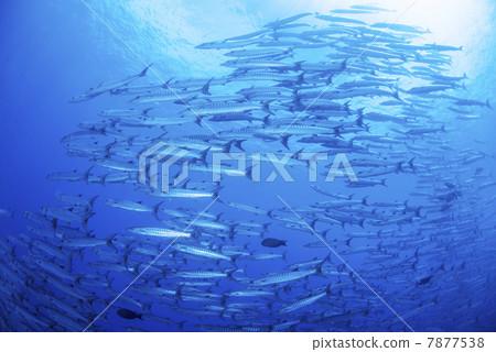 A group of barracudas A group of barracudas 7877538