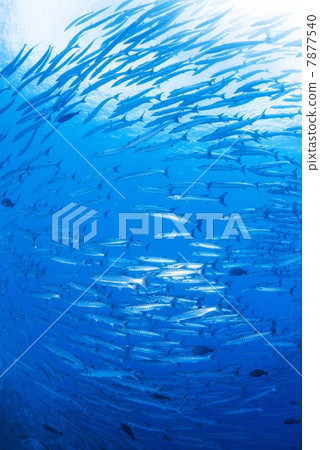 一群梭魚 一群梭魚 7877540