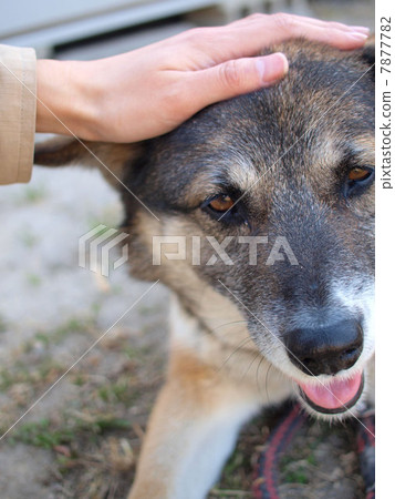 Dogs stroked Dogs stroked 7877782