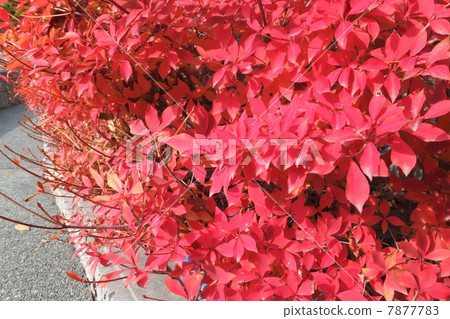 Autumn leaves Autumn leaves 7877783