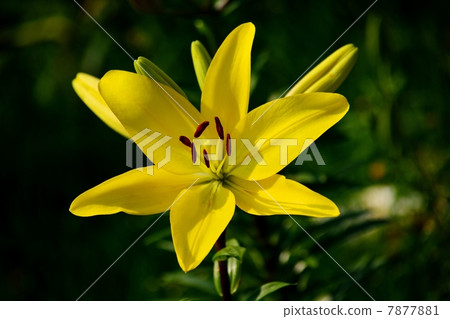 Close-up of lily flowers 7877881
