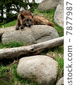 Shinlin Wolf _ a 1 7877987