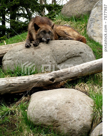 Shinlin Wolf _ a 1 7877987