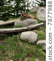 Shinlin Wolf _a 2 7877988