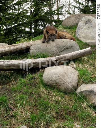 Shinlin Wolf _a 2 7877988