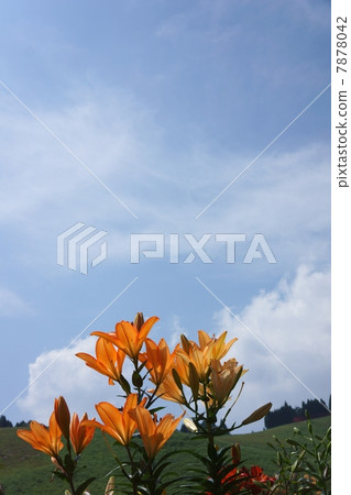 Flower field of lily and copy space of blue sky (vertical group) Flower field of lily and copy space of blue sky (vertical group) 7878042
