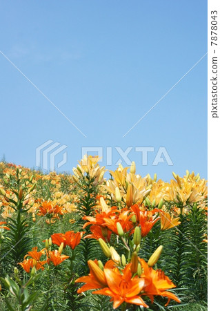 Flower field of lily and copy space of blue sky (vertical group) Flower field of lily and copy space of blue sky (vertical group) 7878043