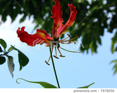 Gloriosa Gloriosa 7878056