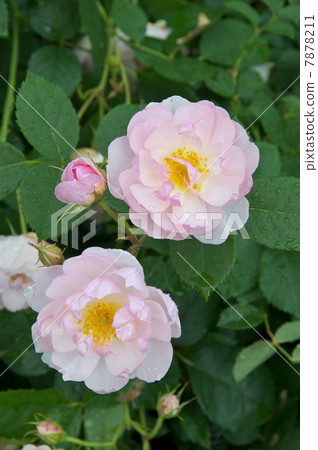 Scarborough Fair 7878211