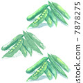 Illustration of vegetable picture green peas 7878275