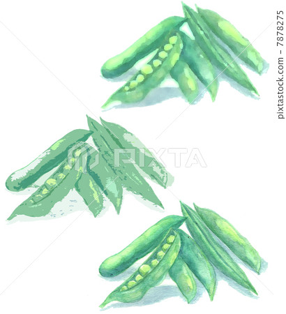 Illustration of vegetable picture green peas Illustration of vegetable picture green peas 7878275