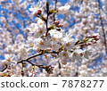 Cherry Blossoms Yoshino cherry tree 7878277