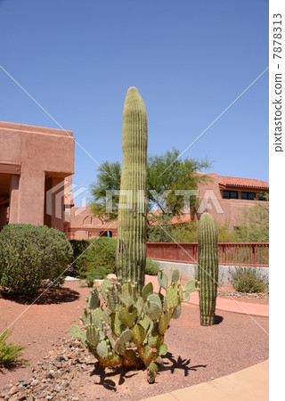 American housing 7878313
