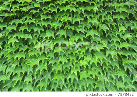 Background material Fresh green ivy 7878452