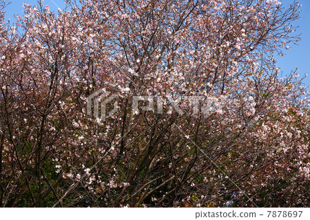 Flesh crab blooms 7878697
