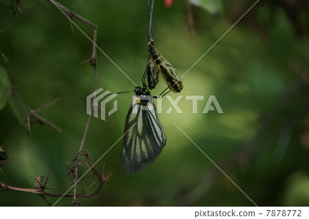 Emergence of Miyama Shiroba 7878772