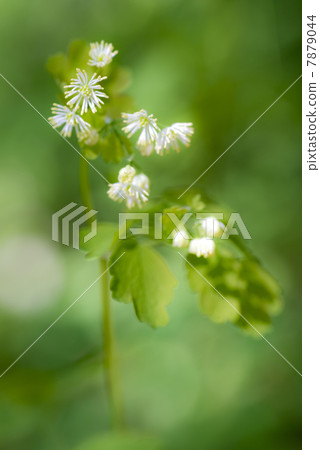 Larchaceous (closeup) 7879044