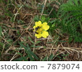 Kawasaki (flower) and Tschisugari (bee) 7879074