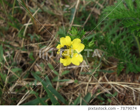Kawasaki (flower) and Tschisugari (bee) 7879074