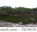 Pine wood of Jinpu Mountain 7879076