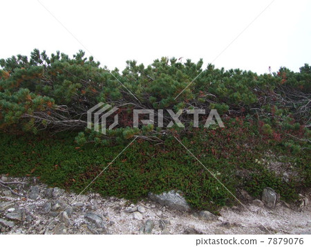 Pine wood of Jinpu Mountain 7879076