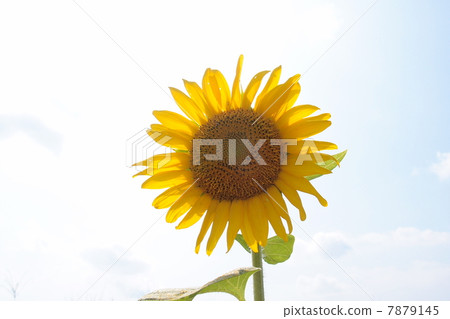Summer · sunflower Summer · sunflower 7879145