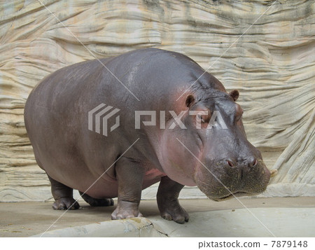 Hippopotamus 7879148