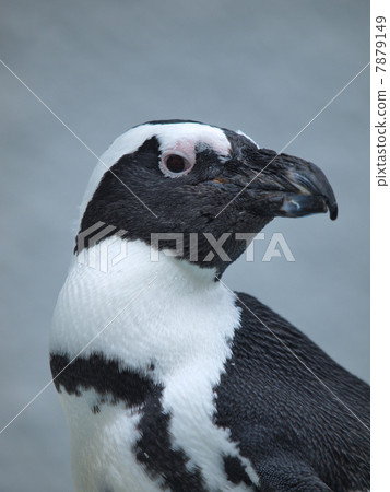 海角企鵝 海角企鵝 7879149