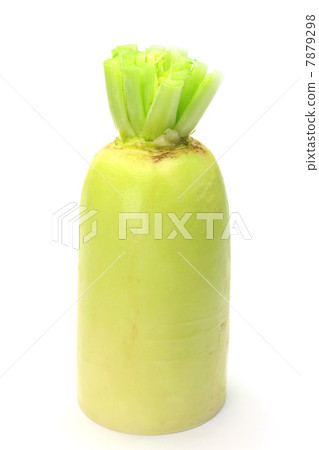 日本蘿蔔 7879298