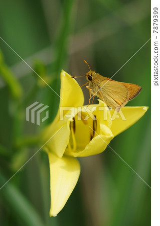Yuge and Sesericium 7879399