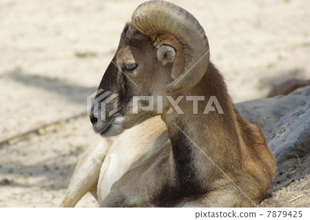 Seahouses sheep snoozing 7879425