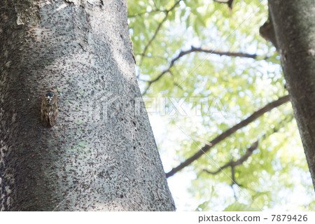 Brown cicada 7879426