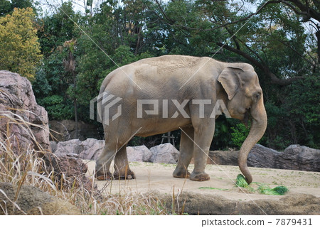 Elephant Telephoto at Tennoji Zoo 7879431