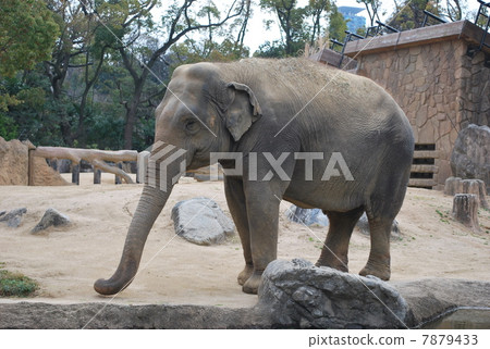 Tennoji Zoo elephant close range Tennoji Zoo elephant close range 7879433