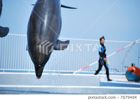 Dolphins to get to the surface of the water Dolphins to get to the surface of the water 7879494