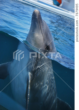 Dolphin raising her nose from the water surface Dolphin raising her nose from the water surface 7879495