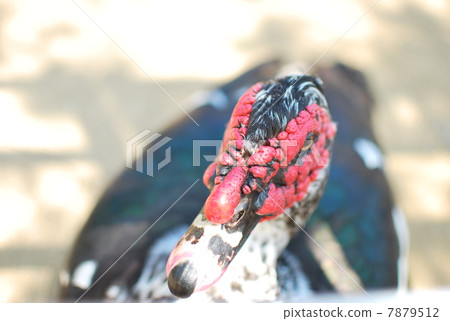 Around the eyes are red Birds watching here Around the eyes are red Birds watching here 7879512