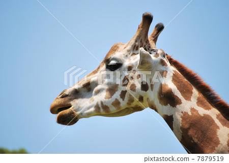A hollow giraffe A hollow giraffe 7879519