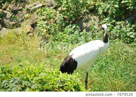 A white bird that faced over there A white bird that faced over there 7879520