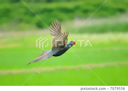 Flying male pheasant 7879556