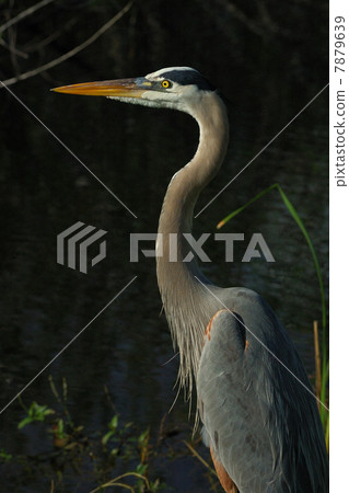 Heron 7879639