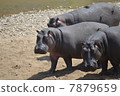 Flock of hippopotamuses 7879659