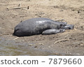 Hippopotamus mom and baby 7879660