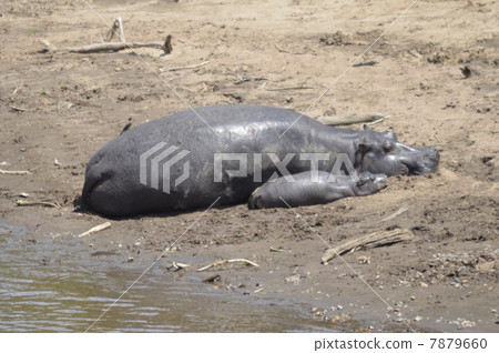 Hippopotamus mom and baby Hippopotamus mom and baby 7879660
