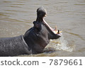 A big yawn of Hippo / A big yawn of hippopotamus 7879661