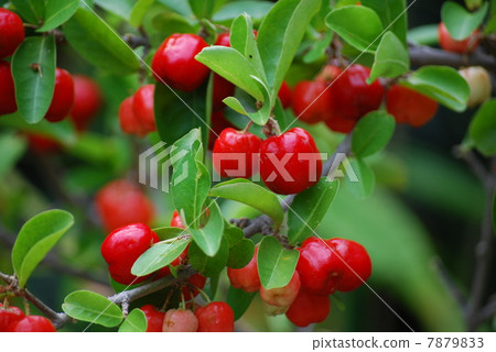 針葉 針葉 7879833