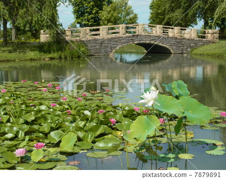 石橋 石橋 7879891