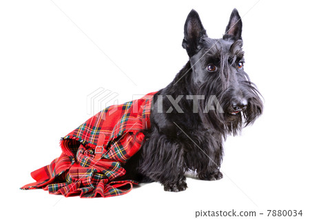 Scottish terrier in a kilt 7880034