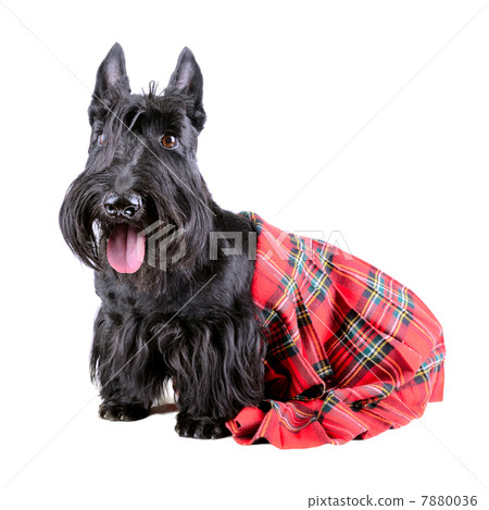Highlander dog 7880036