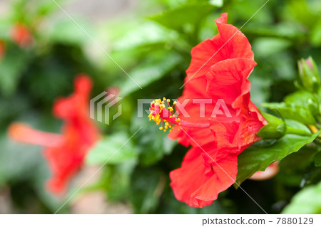Hibiscus flowers 7880129